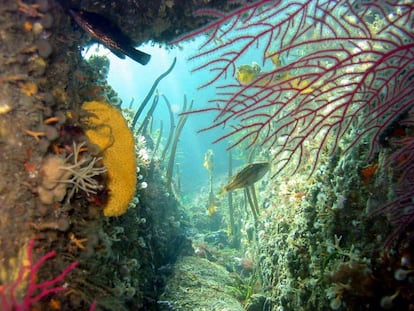 Una de las grutas fotografiadas por Rafael Sanmartín y José Luis Escalante en <i>La vida bajo la quilla. Fauna y flora marina de las Rías Baixas</i>.