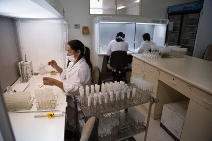 El laboratorio de criopreservación, donde preparan plántulas que guardan en tubitos de vidrio para luego depositarlas en tanques de nitrógeno líquido (donde pueden mantenerse por décadas).