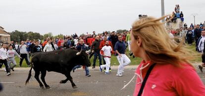 El animal ha pasado a apenas un metro de los manifestantes.