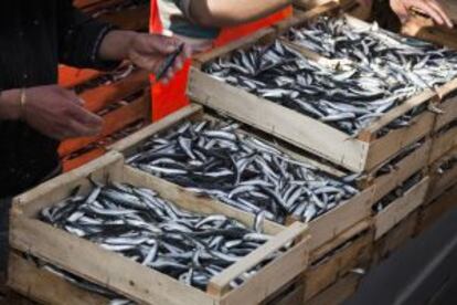 Pesca del día en Elba.