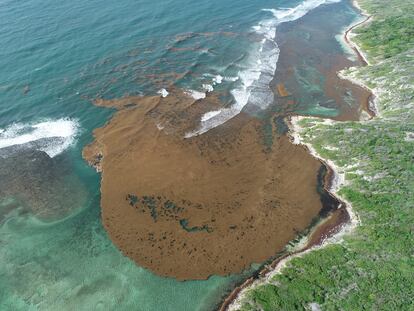 Esteras de sargazo acercándose a la costa de Wreck Bay, Portland, Jamaica.