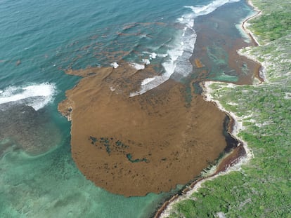 Esteras de sargazo acercándose a la costa de Wreck Bay, Portland, Jamaica.