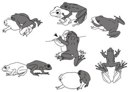 Las siete posturas conocidas de c&oacute;pulas en ranas. En el centro, la reci&eacute;n descubierta.