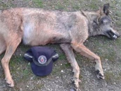 Lobo hallado muerto en Manzanares el Real en 2015.