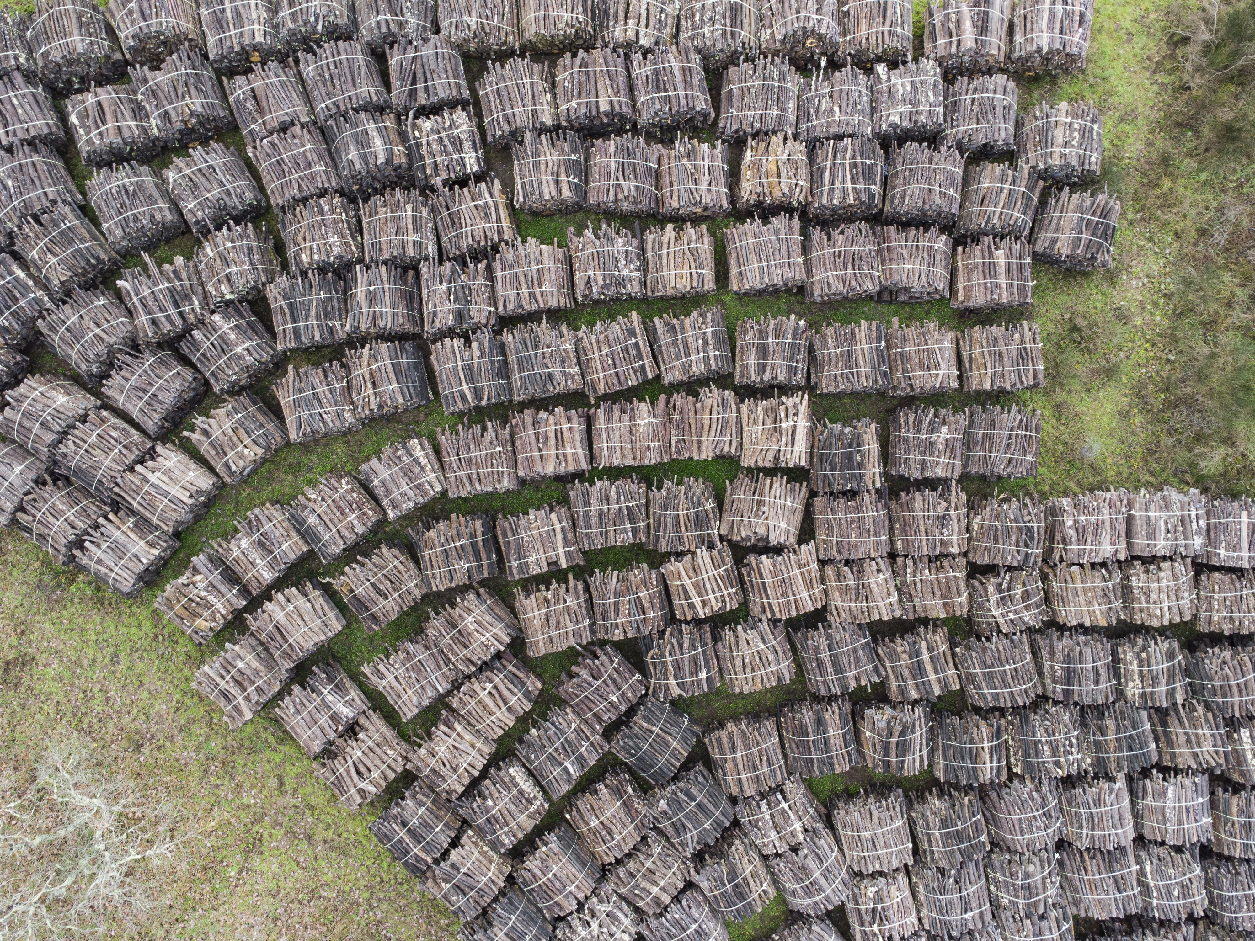 La UE no puede claudicar: el reglamento contra la deforestación debe aplicarse con firmeza