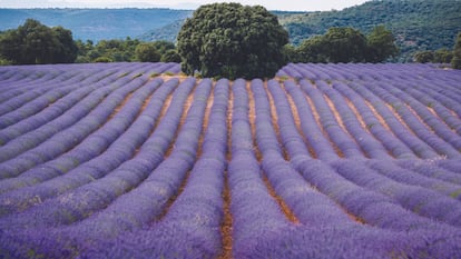 Festival de la Lavanda de Brihuega