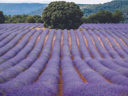 Festival de la Lavanda de Brihuega