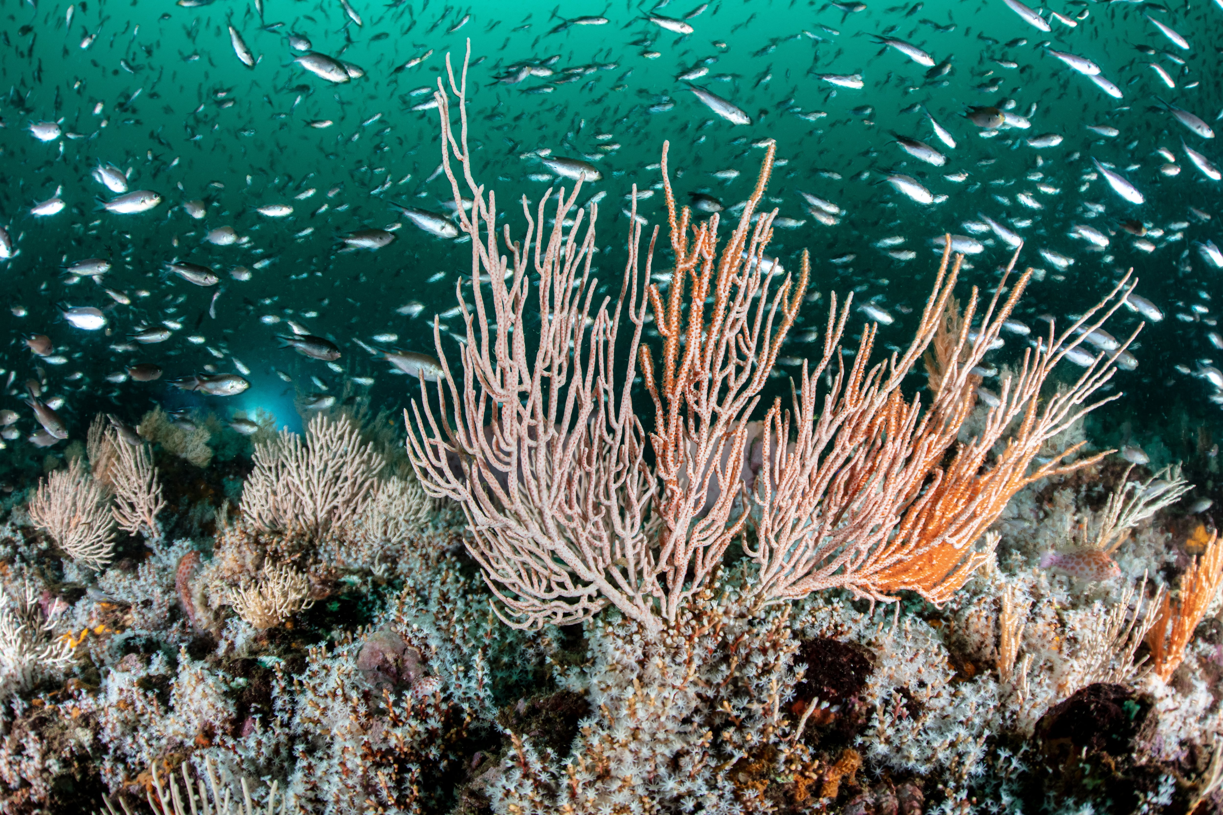 Colombia crea nuevas zonas para proteger sus corales del Caribe
