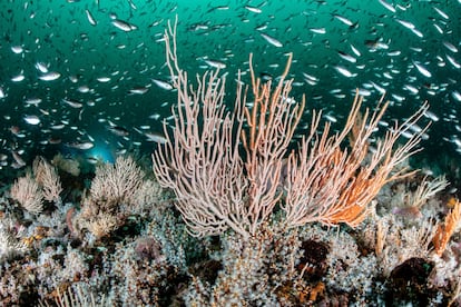 Corales pertenecientes a la Reserva de la Biosfera Seaflower en el Caribe Occidental, Colombia.