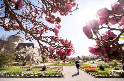 Una magnolia florece en el jardín botánico, el 16 de abril de 2019, en Múnich, Alemania.