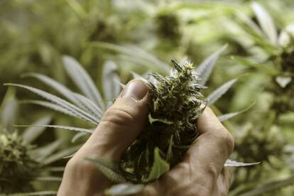 Uruguay ha regulado el cultivo de la marihuana.