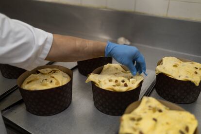 Los panetones antes de entrar en el horno, en el obrador de la Foix. 