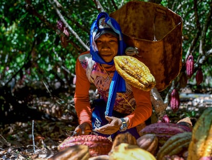William Rodríguez lanza una fruta de cacao en una plantación de cacao en Guerima, Colombia, el 2 de diciembre de 2022.