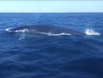 El cetáceo ha sido grabado cerca de Tagomago, al norte de la isla de Ibiza