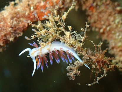 Microorganismo marino recuperado en uno de los arrecifes artificiales de Ocean Ecostructure