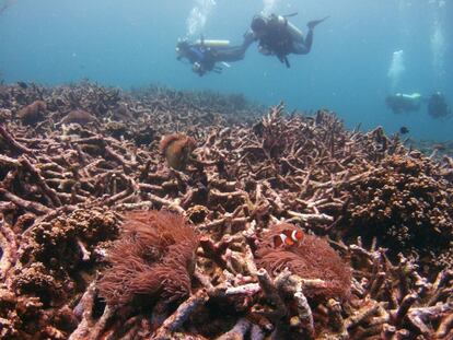 Ecosistemas marinos como los arrecifes de coral están siendo devastados y se enfrentan a una decoloración masiva ocasionada por el calor crónico que ya afecta al 70% de estas superficies en el mundo. La Gran Barrera de Coral australiana es una de las más perjudicadas con más del 50% de su extensión afectada, mientras que los manglares han perdido entre el 20% y el 35% de su área de distribución desde 1980. En la imagen, varios buceadores nadan sobre un lecho de corales muertos en la isla Tioman de Malasia, en 2018.