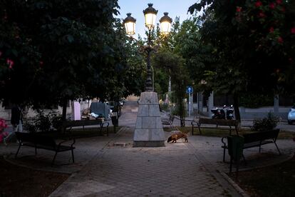 Un perro rastrea en la acera de la Plaza Circular, en la colonia Los 