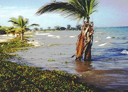 El gran lago Victoria, en una de sus orillas.