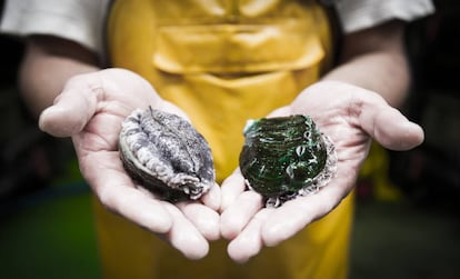 Abalone grown at the Muros fishfarm in A Coruña.