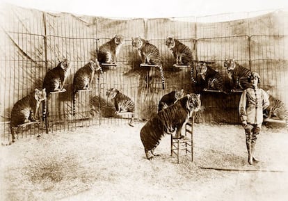 Mabel Stark durante su numero de tigres en los años veinte.