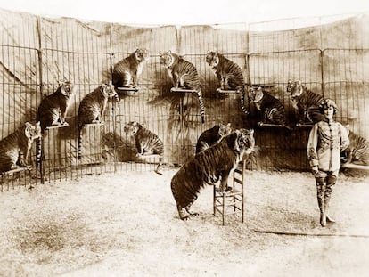 Mabel Stark durante su numero de tigres en los años veinte.