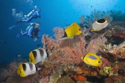 Dos buceadores en la Gran Barrera de Coral, en Australia.