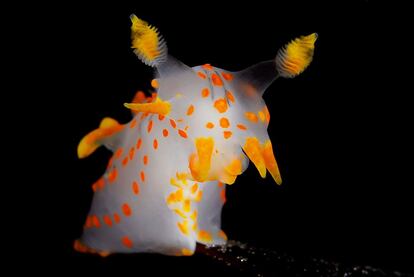 Retrato de un nudibranquio o babosa de mar en Bremsnes, Noruega.