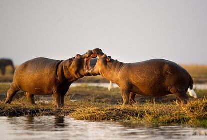 &quot;Contemplar los hipop&oacute;tamos en las aguas del Chobe y el delta del Okavango es todo un espect&aacute;culo. Sin embargo, con ellos hay que andarse con cuidado. Si creen que sus cr&iacute;as est&aacute;n en peligro, estos animales se tornan extremadamenta violentos&quot;. 500 mm f4 1/320  ISO 800
 