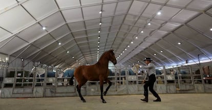 Un jinete andaluz practica con su caballo de pura raza española antes de competir en un concurso morfológico durante la Feria Internacional de Caballos de SICAB.