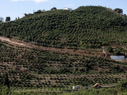 Plantación de aguacates en uno de los municipios de la Axarquía malagueña.