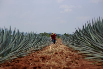 Trabajador en un campo de agave el 10 de julio de 2023, en la localidad de Tequila (México).