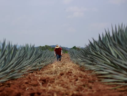 Trabajador en un campo de agave el 10 de julio de 2023, en la localidad de Tequila (México).