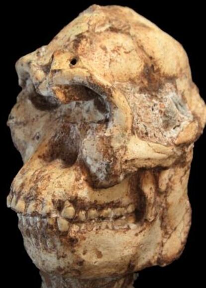 Cráneo del 'Australopithecus prometheus' conocido como 'Little Foot'