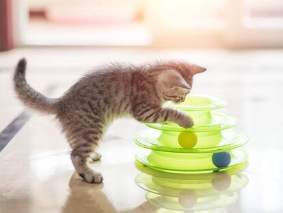 Un gato juega se entretiene con un circuito de pelotas.