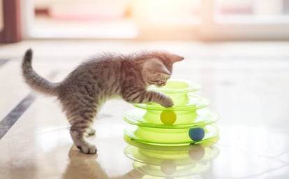 Un gato juega se entretiene con un circuito de pelotas.