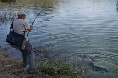 José Manuel García, presidente de la asociación Amapila pescando un siluro este martes en Iznájar. 