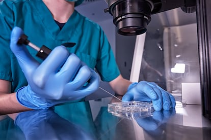 Un técnico de laboratorio durante un proceso de fecundación in vitro.