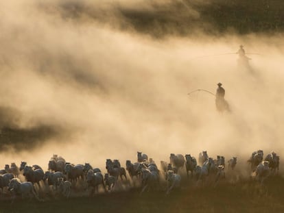 Caballos corren en las praderas de Ujimqin (China).