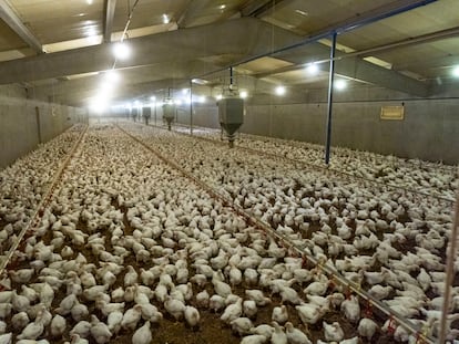 Vista interior de la granja Curiola que cría de gallinas reproductoras.