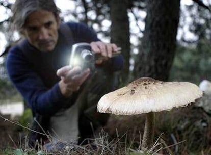 Un aficionado a la recogida de setas fotografía una <b><i>Macrolepiota procesa,</b></i><b> una especie comestible, en la sierra de Guadarrama.</b>