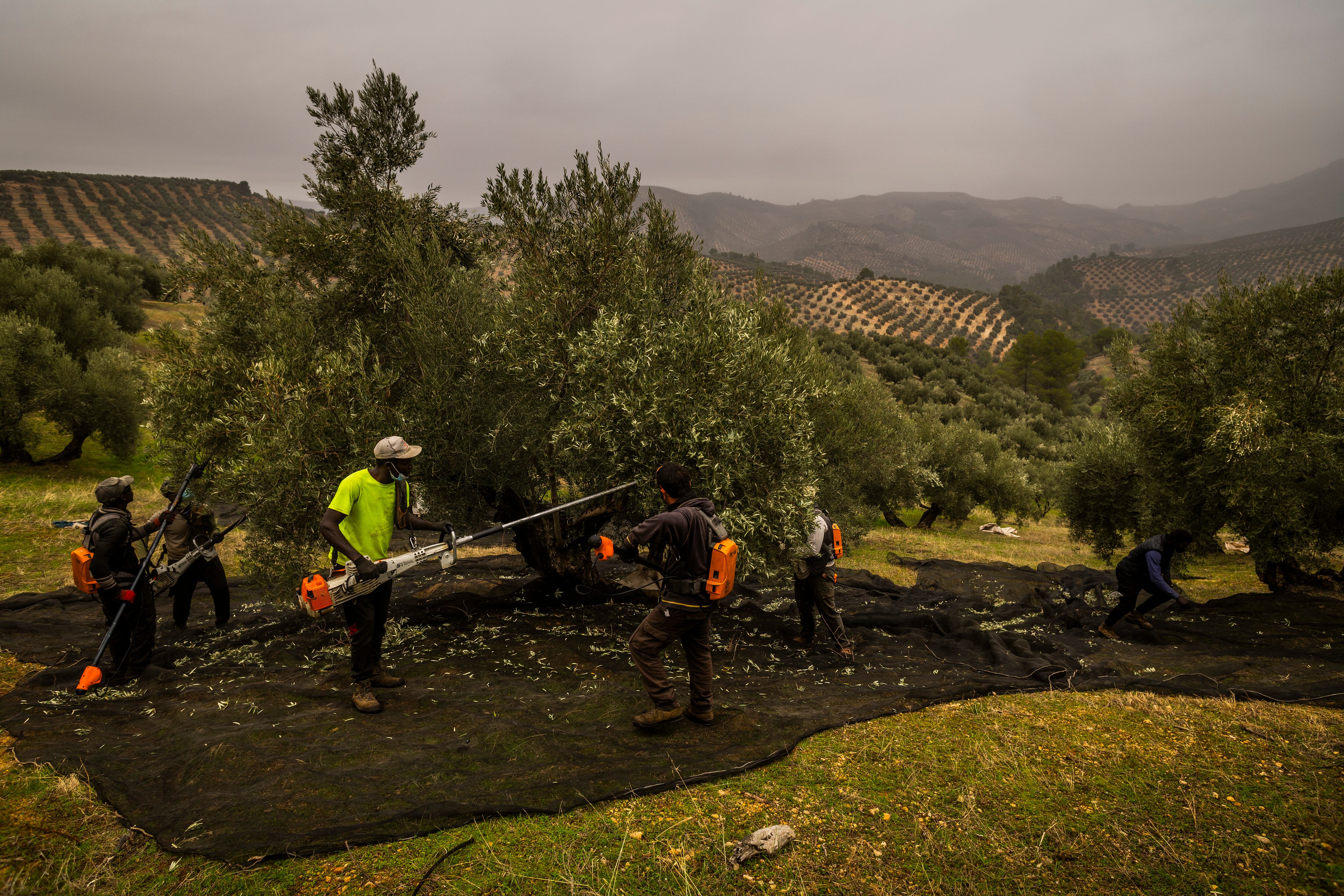 Trabajo de recogida de la aceituna en un olivar ecológico, en Jaén.