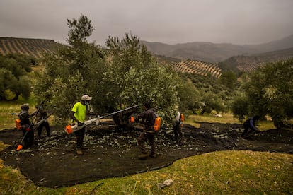 Trabajo de recogida de la aceituna en un olivar ecológico, en Jaén.