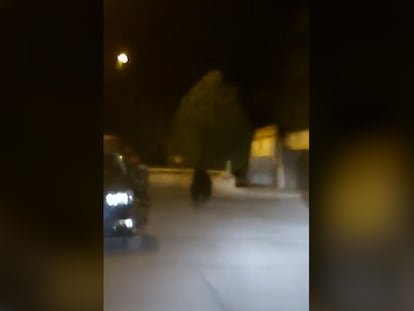 Un oso se pasea por el casco urbano de Ponferrada de madrugada antes de regresar al monte