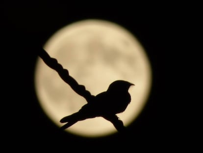 La fotografía de hoy nos llega desde Extremadura: "En el norte de Cáceres un chotacabras inicia su actividad nocturna iluminado por la luna".