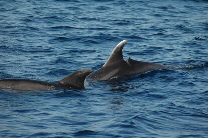 Uno de los delfines heridos.