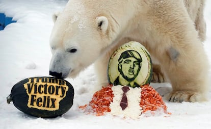 Félix, un oso polar de 10 años de edad, recibe como premio una comida por haber acertado el ganador de las elecciones presidenciales de Estados Unidos, en Krasnoyarsk (Rusia). 