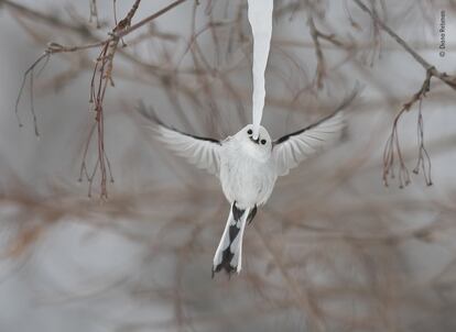 Un mito de cola larga ('Aegithalos caudatus') se detiene durante una fracción de segundo para mordisquear la punta de un largo carámbano en la isla Hokkaido (Japón).