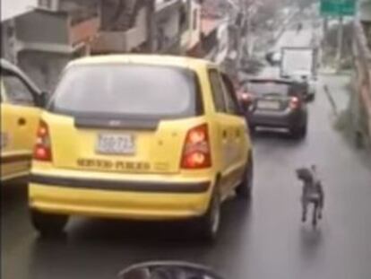 El animal fue adoptado tras hacerse viral el vídeo en el que se ve su desesperada carrera por las calles de la ciudad colombiana