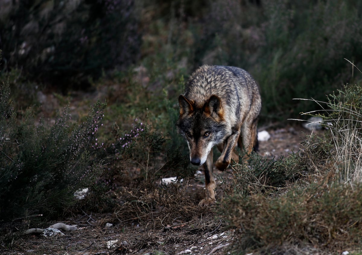 Lobos feroces, bosques peligrosos, una secta ‘new age’ y la desaparición de un niño: el ‘rural noir’ de Pilar Fraile