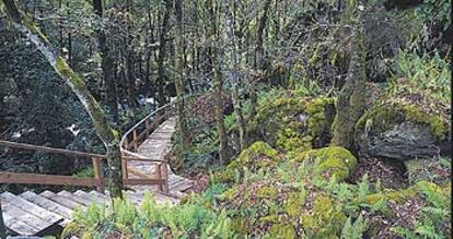 A las afueras del pueblo de Pazos de Arenteiro el bosque se abre junto al camino del Pozo dos Fumes.